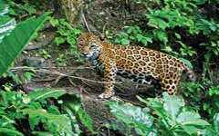 Tour di Trekking nello Yucatán - Messico